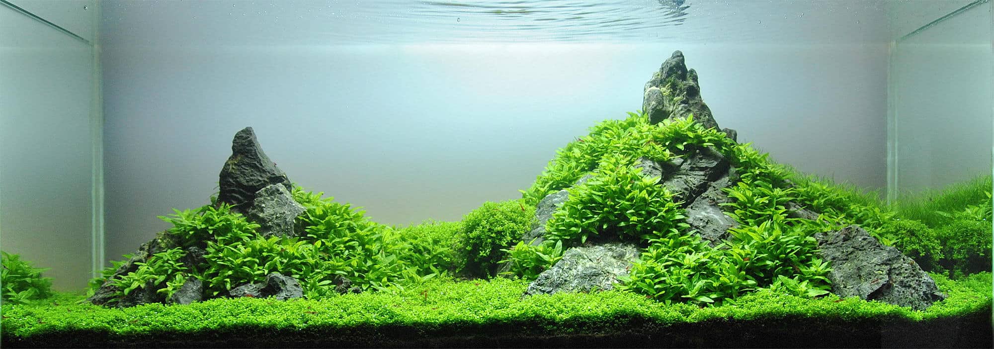 Low-Light Carpet Plants for Aquariums A Guide to Beautiful and Easy Care